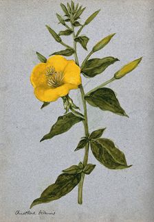 Evening primrose (Oenothera biennis): flowering stem. Creator: Unknown