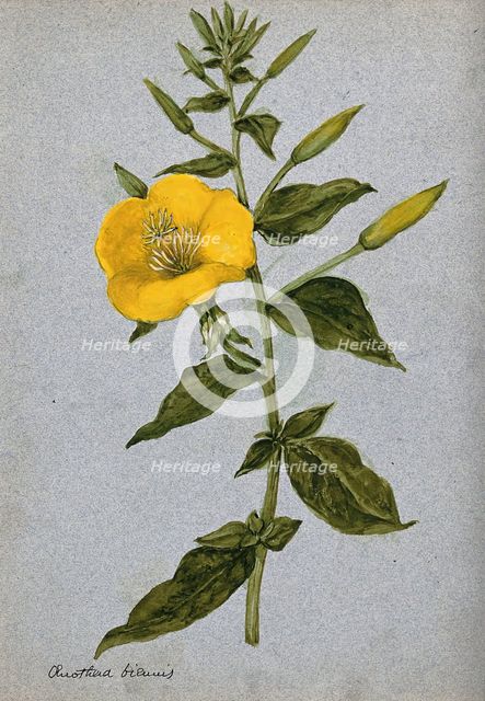 Evening primrose (Oenothera biennis): flowering stem. Creator: Unknown.