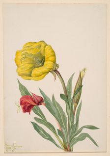 Evening Primrose (Oenothera howardi), 1928-1931. Creator: Mary Vaux Walcott