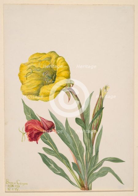 Evening Primrose (Oenothera howardi), 1928-1931. Creator: Mary Vaux Walcott.
