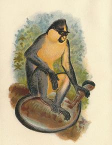 Everett's Langur 1897. Artist: Henry Ogg Forbes
