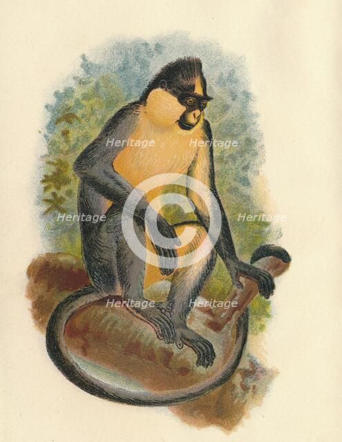'Everett's Langur', 1897. Artist: Henry Ogg Forbes.