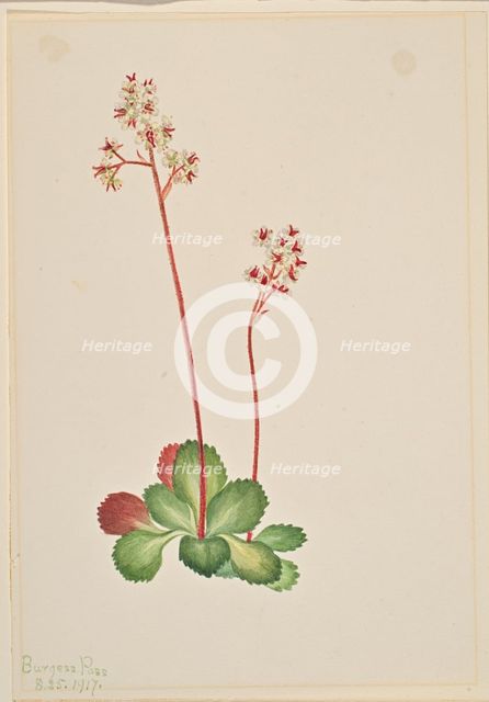 Evergreen Saxifrage (Leptarrhena pyrolifolia), 1917. Creator: Mary Vaux Walcott.