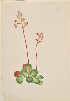 Evergreen Saxifrage (Leptarrhena pyrolifolia), 1917. Creator: Mary Vaux Walcott