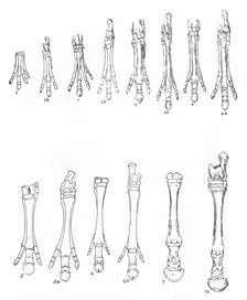 Evolution of the horse, c1920. Creator: Unknown