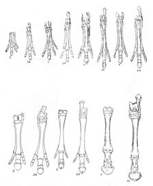 Evolution of the horse, c1920. Creator: Unknown
