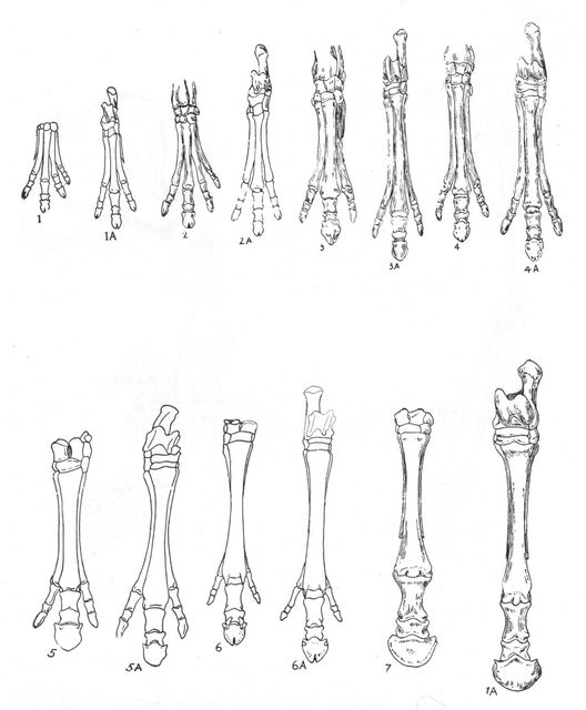 Evolution of the horse, c1920. Creator: Unknown.