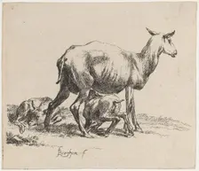 Ewe Nursing Her Lamb. Creator: Nicolaes Berchem