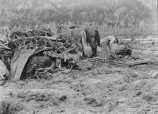Ex-lumber mill worker clears eight-acre field after bulldozer..., Boundary County, Idaho, 1939. Creator: Dorothea Lange