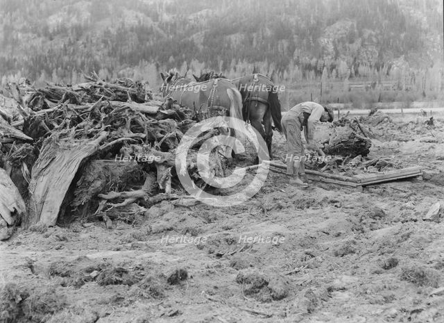Ex-lumber mill worker clears eight-acre field after bulldozer..., Boundary County, Idaho, 1939. Creator: Dorothea Lange.