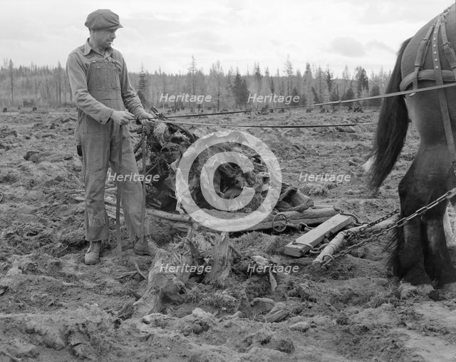 Ex-lumber mill worker clears eight-acre field after..., Boundary County, Idaho, 1939. Creator: Dorothea Lange.