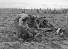Ex-lumber mill worker clears eight-acre field after..., Boundary County, Idaho, 1939. Creator: Dorothea Lange