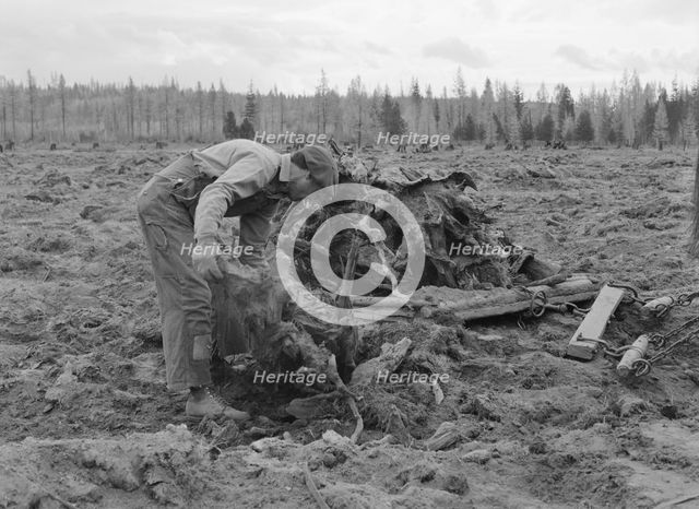 Ex-lumber mill worker clears eight-acre field after..., Boundary County, Idaho, 1939. Creator: Dorothea Lange.