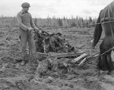 Ex-lumber mill worker clears eight-acre field after..., Boundary County, Idaho, 1939. Creator: Dorothea Lange