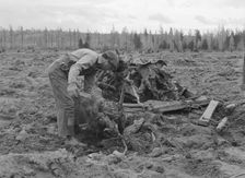Ex-lumber mill worker clears eight-acre field after..., Boundary County, Idaho, 1939. Creator: Dorothea Lange