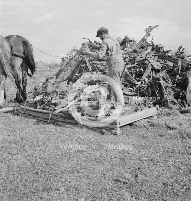 Ex-mill worker clears eight-acre field after bulldozer..., Boundary County, Idaho, 1939. Creator: Dorothea Lange.