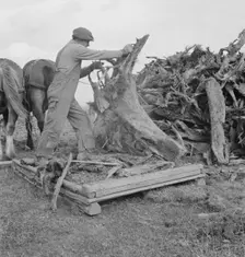 Ex-mill worker clears eight-acre field after bulldozer..., Boundary County, Idaho, 1939. Creator: Dorothea Lange