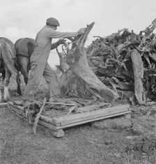 Ex-mill worker clears eight-acre field after bulldozer..., Boundary County, Idaho, 1939. Creator: Dorothea Lange