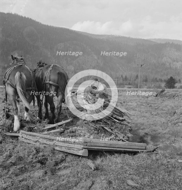 Ex-mill worker clears eight-acre field after bulldozer has pulled..., Boundary County, Idaho, 1939. Creator: Dorothea Lange.