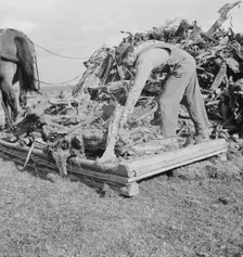 Ex-mill worker clears eight-acre field after bulldozer has pulled..., Boundary County, Idaho, 1939. Creator: Dorothea Lange