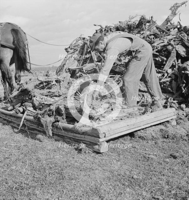 Ex-mill worker clears eight-acre field after bulldozer has pulled..., Boundary County, Idaho, 1939. Creator: Dorothea Lange.