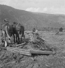 Ex-mill worker clears eight-acre field after bulldozer has pulled..., Boundary County, Idaho, 1939. Creator: Dorothea Lange