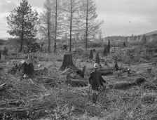 Ex-Nebraska farmer and the piece of land which he hopes to clear..., Bonner County, Idaho, 1939. Creator: Dorothea Lange