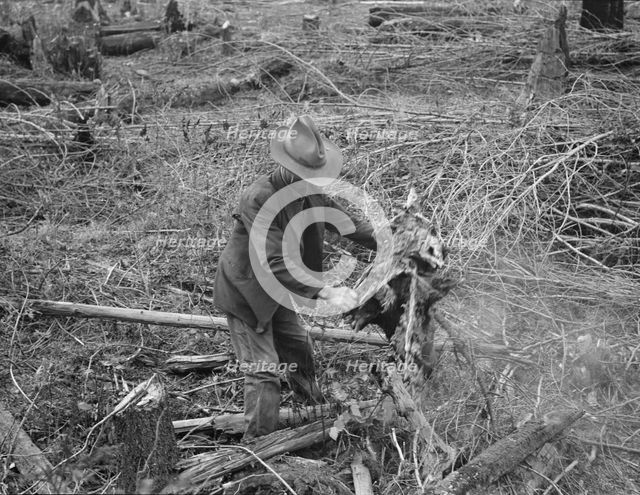 Ex-Nebraska farmer and the piece of land which he hopes..., Bonner County, Idaho, 1939. Creator: Dorothea Lange.