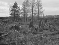 Ex-Nebraska farmer and the piece of land which he hopes..., Bonner County, Idaho, 1939. Creator: Dorothea Lange