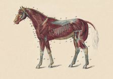 External Muscles and Tendons of the Horse's Body c1879. Creator: Unknown