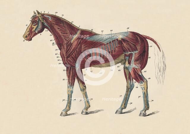 'External Muscles and Tendons of the Horse's Body', c1879. Creator: Unknown.
