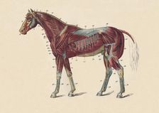 External Muscles and Tendons of the Horse's Body c1879. Creator: Unknown