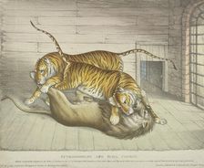 Extraordinary and Fatal Combat...between a lion and a tiger and tigress...,Tower of London, 1830. Artist: Anon