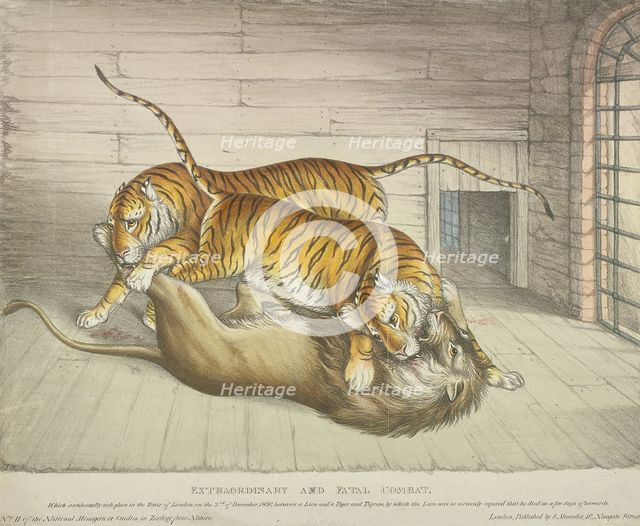 'Extraordinary and Fatal Combat...between a lion and a tiger and tigress...,Tower of London, 1830. Artist: Anon