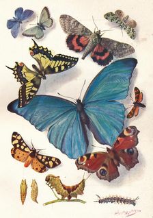 Example of Colour Block Illustration for Scientific Work c1903
