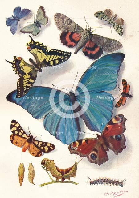 'Example of Colour Block Illustration for Scientific Work', c1903.