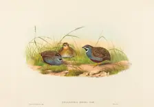 Excalftoria minima (Blue-breasted Quail). Creators: John Gould, Henry Constantine Richter