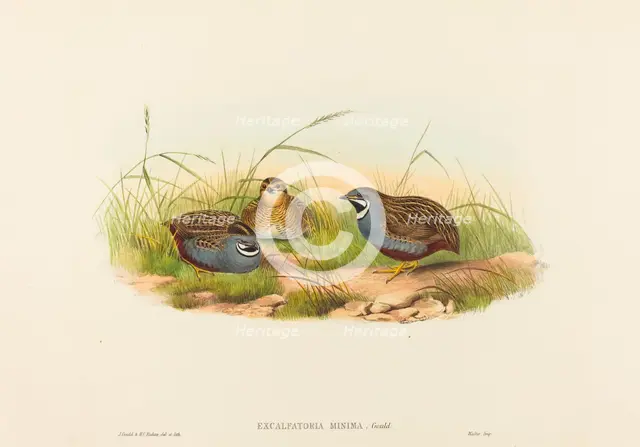 Excalftoria minima (Blue-breasted Quail). Creators: John Gould, Henry Constantine Richter.