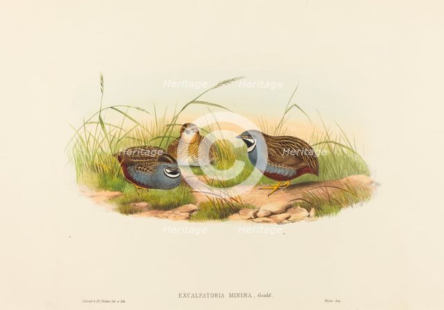 Excalftoria minima (Blue-breasted Quail). Creators: John Gould, Henry Constantine Richter.