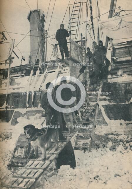 'Exercising the Dogs', 1936. Artist: Unknown.