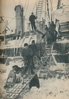 Exercising the Dogs 1936