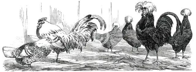Exhibition of the Birmingham and Midland Counties Agricultural Association...1850.  Creator: Harrison Weir.