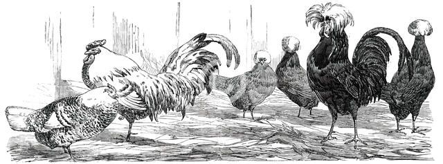 Exhibition of the Birmingham and Midland Counties Agricultural Association...1850.  Creator: Harrison Weir.