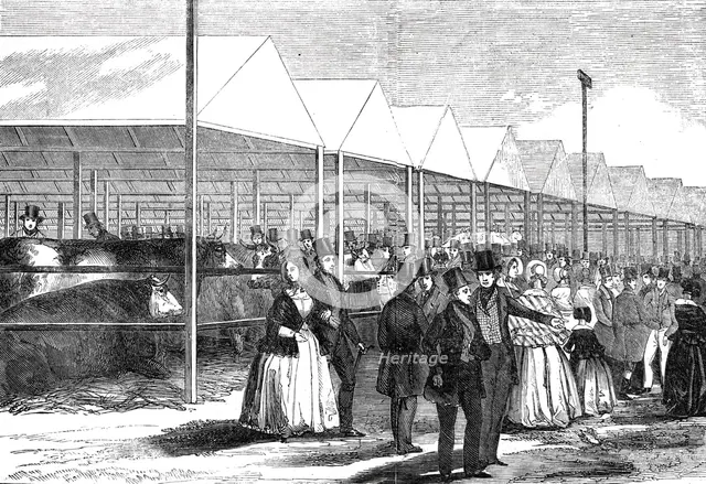 Exhibition of cattle at the meeting of the Royal Agricultural Society at Southampton, 1844. Creator: Unknown.