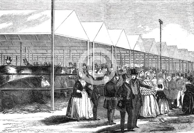 Exhibition of cattle at the meeting of the Royal Agricultural Society at Southampton, 1844. Creator: Unknown.