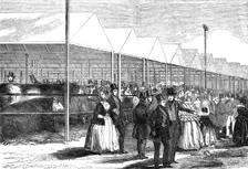 Exhibition of cattle at the meeting of the Royal Agricultural Society at Southampton, 1844. Creator: Unknown