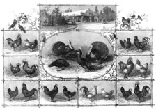 Exhibition of poultry at the Jardin d'Acclimatation, Paris, 1868. Creator: Unknown