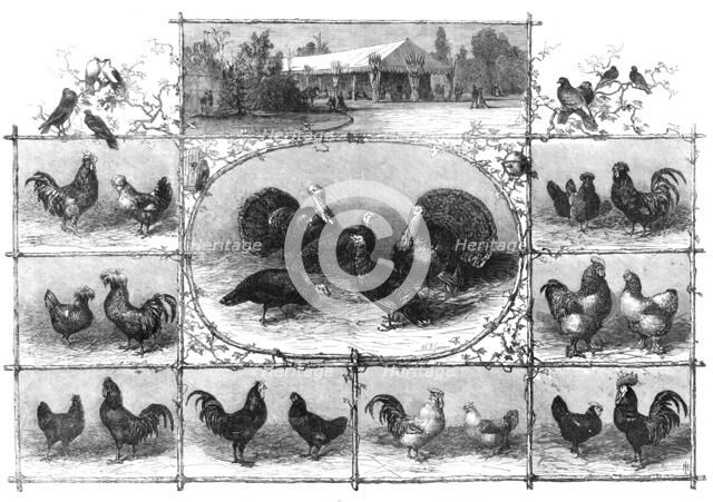 Exhibition of poultry at the Jardin d'Acclimatation, Paris, 1868. Creator: Unknown.