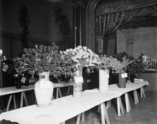 Exhibits, American Carnation Society Exhibition, Detroit, Mich., between 1900 and 1905. Creator: Unknown