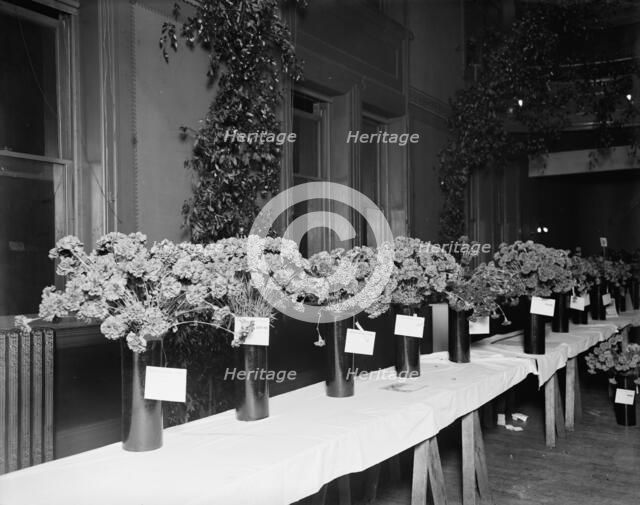Exhibits, American Carnation Society Exhibition, Detroit, Mich., between 1900 and 1905. Creator: Unknown.